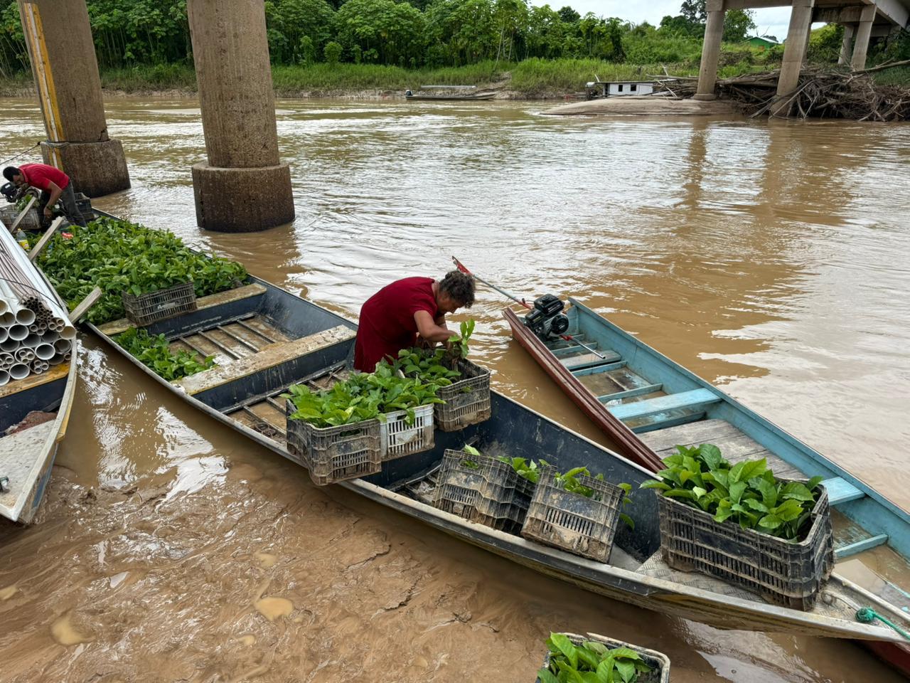 Cruzeiro do Sul distribui mudas de café do programa sustentável