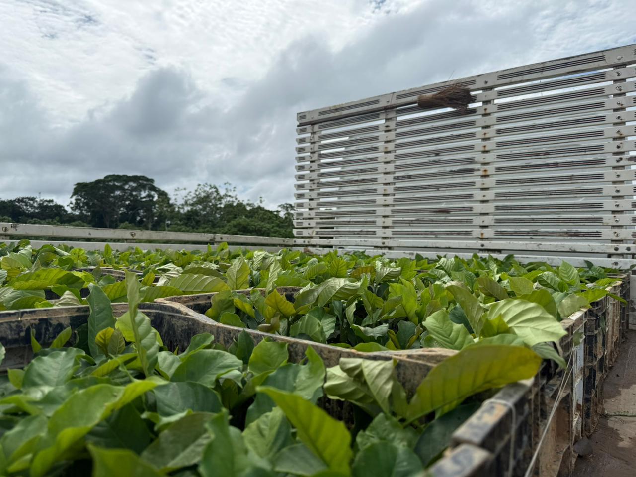 Cruzeiro do Sul distribui mudas de café do programa sustentável