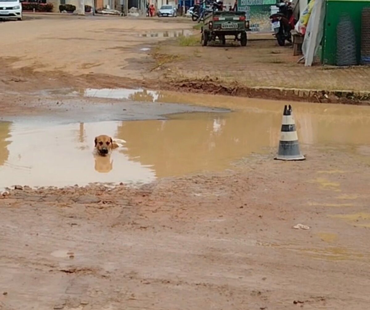 Buraco vira “piscina” para cão e escancara situação de ruas em Sena