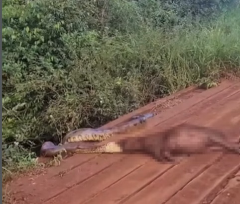 Sucuri gigante é flagrada devorando capivara e vídeo impressiona