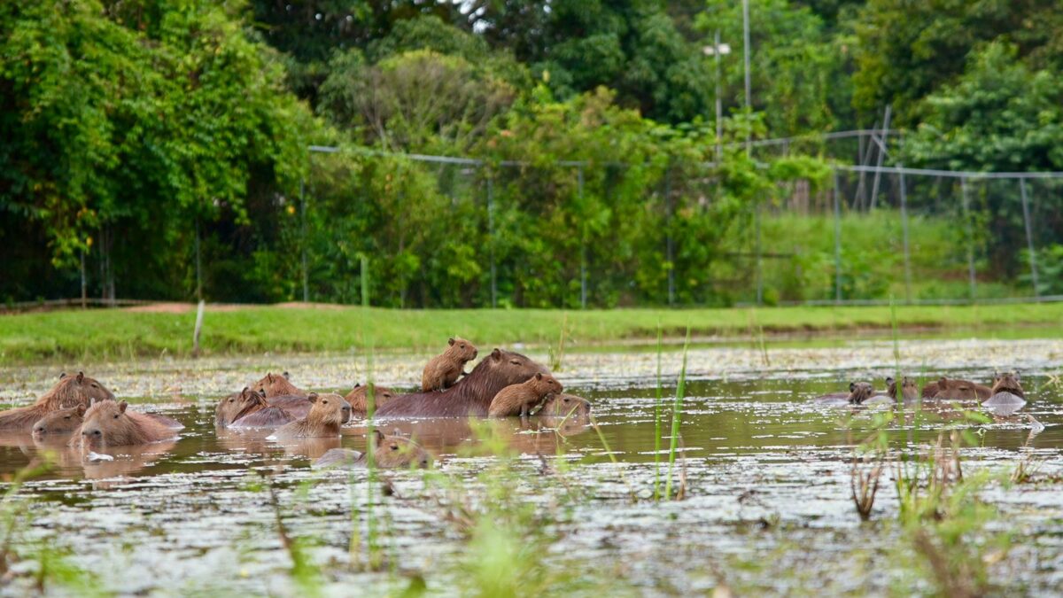 Capivaras roubam a cena no Lago do Amor e viram atração em Rio Branco