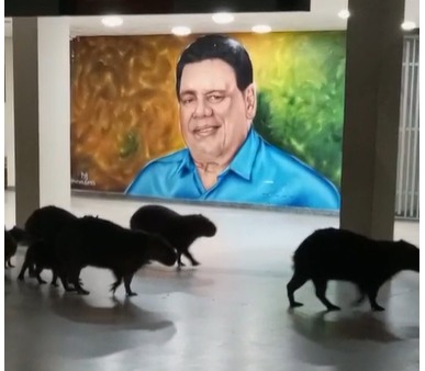 Capivaras circulam à noite em hospital e chamam atenção em Rio Branco