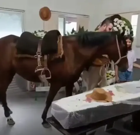 Despedida de cavalo ao tutor no caixão emociona velório