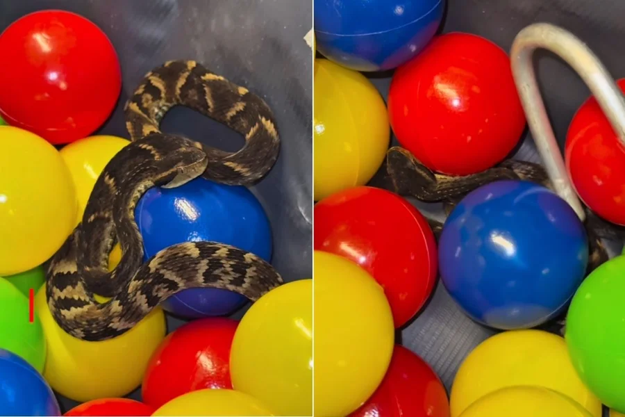 Cobra jararaca é encontrada em piscina de bolinhas de restaurante