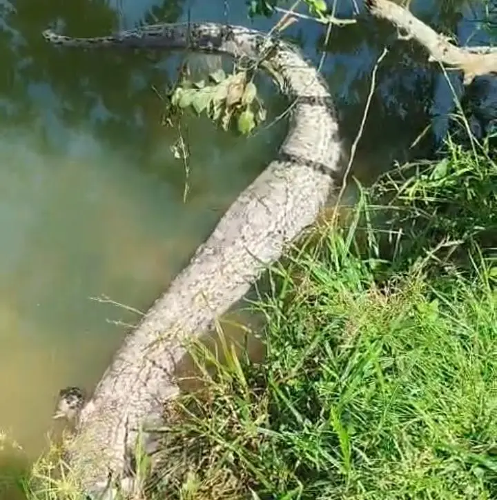 Sucuri de 4 metros é flagrada em açude no interior do Acre