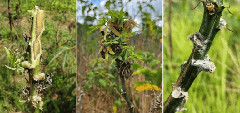 Idaf intensifica fiscalização para salvar mandiocultura de prejuízos no estado