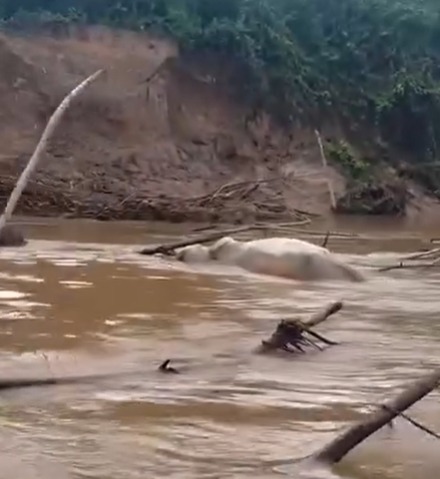 Animais mortos são jogados em rio usado por moradores no Acre