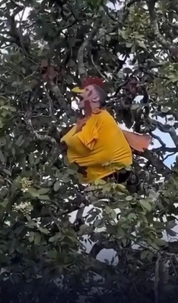 Vídeo: homem que se identifica como galo canta em cima de árvore