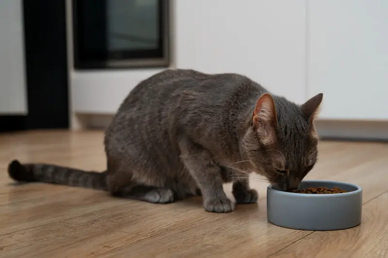 Alimentação balanceada para gatos: como manter a saúde no dia a dia