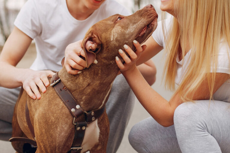 Lei define guarda de pets em caso de separação; veja o que muda