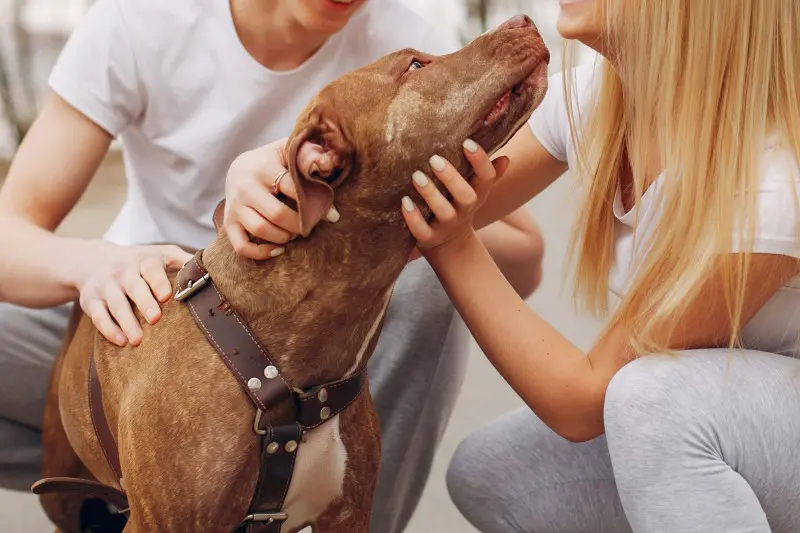Lei define guarda de pets em caso de separação; veja o que muda