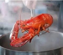 lagosta
