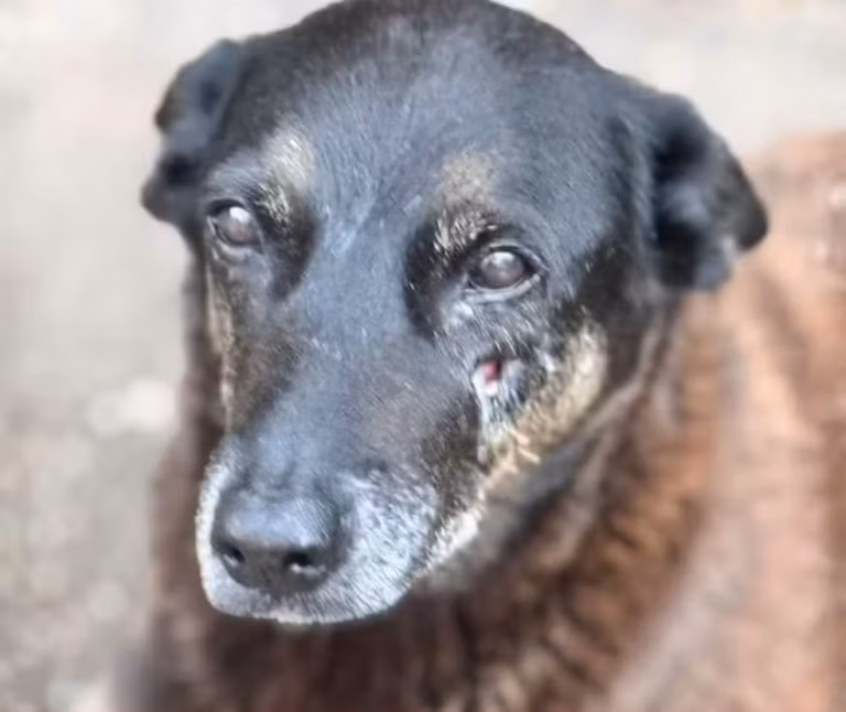 Empresário investigado no caso Orelha morre de infarto