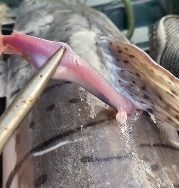 Pescador mostra o temido candiru, o 'terror' do Rio Madeira