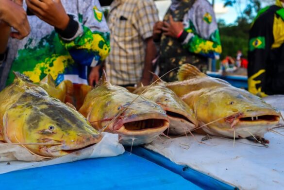 pesca (4) Garota Country 2026: conheça as 8 candidatas que disputam o título