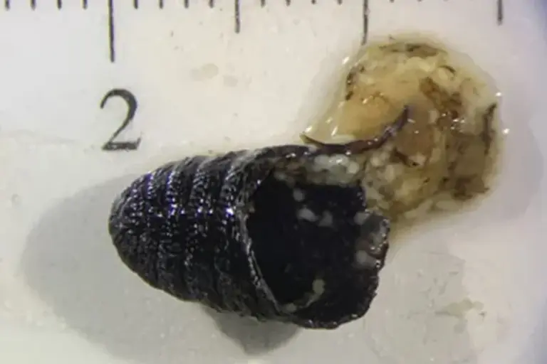 Com infecção rara, mulher espirra larvas e pupa de mosca; veja