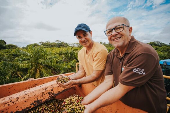 Prefeitura de Cruzeiro do Sul apoia colheita semimecanizada de café
