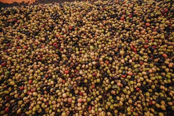 Prefeitura de Cruzeiro do Sul apoia colheita semimecanizada de café