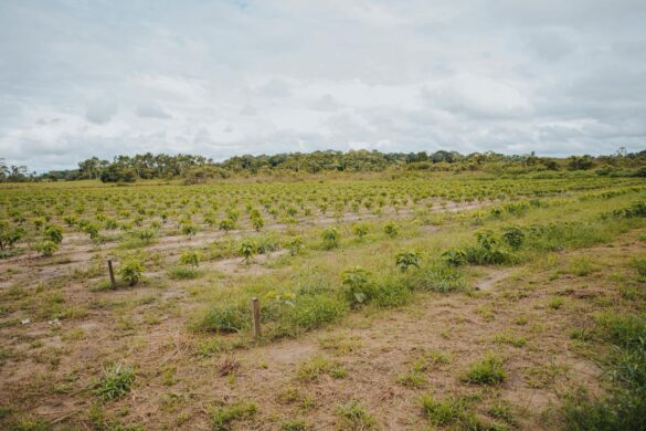 Prefeitura de Cruzeiro do Sul apoia colheita semimecanizada de café