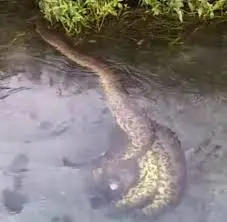 Sucuri gigante engole porco-do-mato ao vivo e deixa turistas em choque