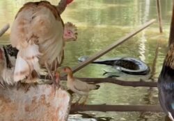 ContilNet Notícias - O seu portal de notícias do Acre Sucuri invade galinheiro e devora peru durante enchente