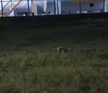 Família flagra tamanduá caminhando em gramado de aeroporto durante a noite