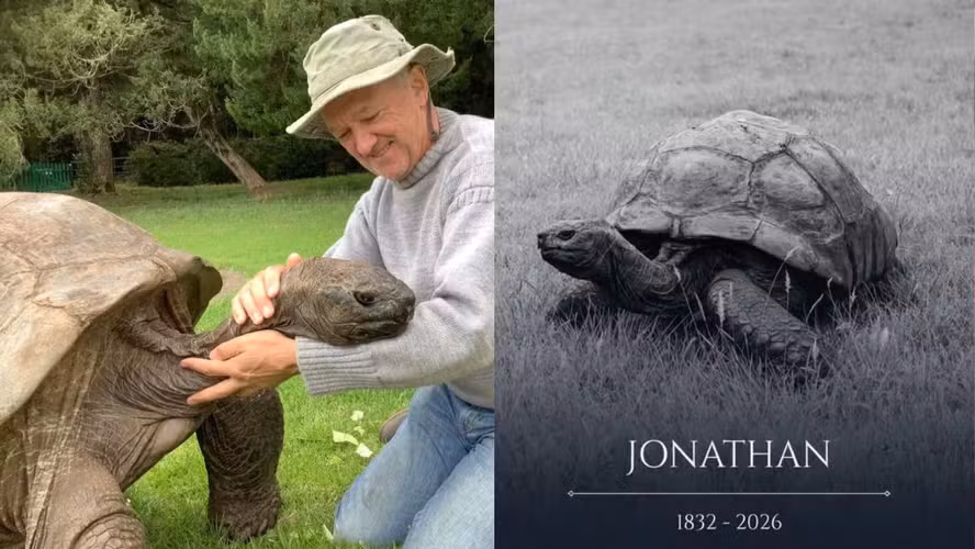 O que começou como uma "pegadinha" de 1º de abril evoluiu para um golpe financeiro sofisticado. Nesta quinta-feira (02/04), o veterinário Joe Hollins veio a público desmentir a morte de Jonathan, a tartaruga terrestre mais velha do mundo, que vive na Ilha de Santa Helena. O boato, que se espalhou pela rede X (antigo Twitter), utilizava o nome do médico para solicitar doações em criptomoedas.