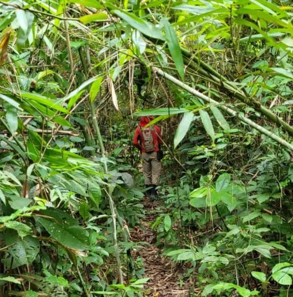 Trabalhadores rurais saem para caçar e desaparecem em área de mata