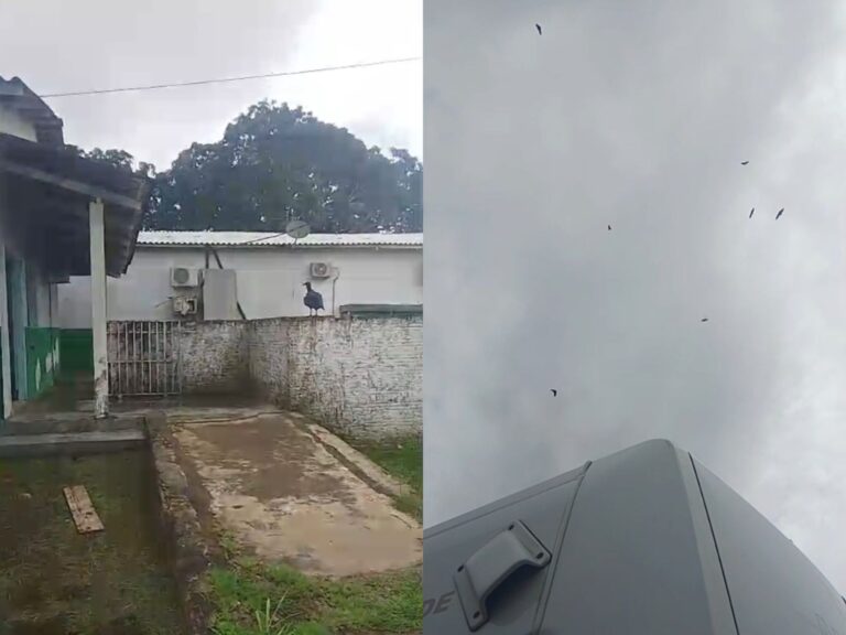 Família flagra urubus em local onde corpo de jovem está se decompondo