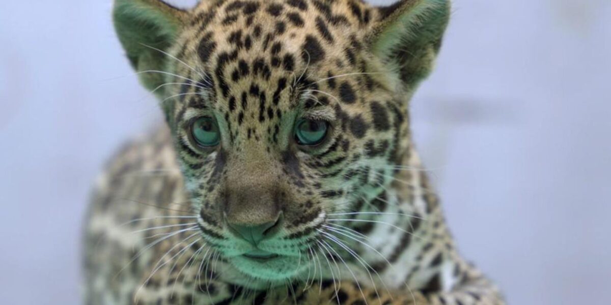 Onça-pintada nascida no BioParque Vale Amazônia ganha o nome de Xingu Onça-pintada nascida no BioParque Vale Amazônia ganha o nome de Xingu