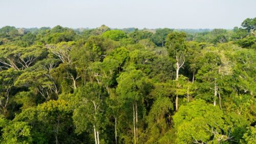 Dia da Amazônia: Acre responde por mais de 20% de todo o desmatamento na região