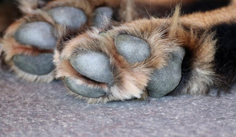 Animais