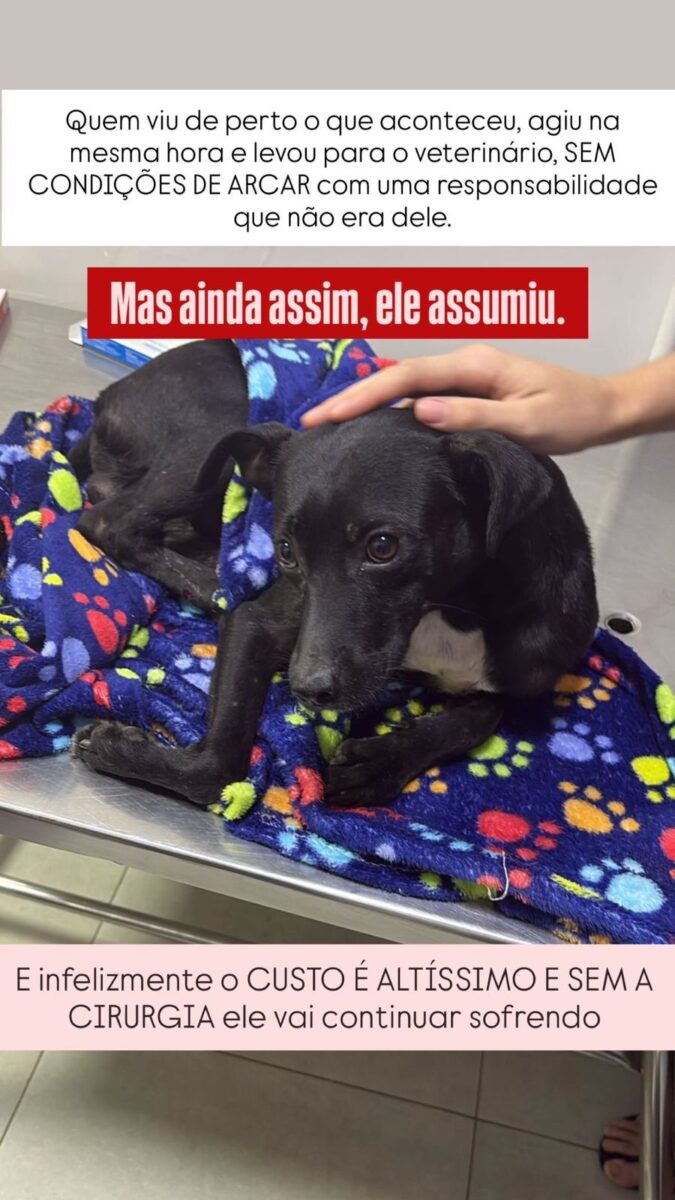 Moradores de Rio Branco se unem para salvar cão que teve perna quebrada em atropelamento