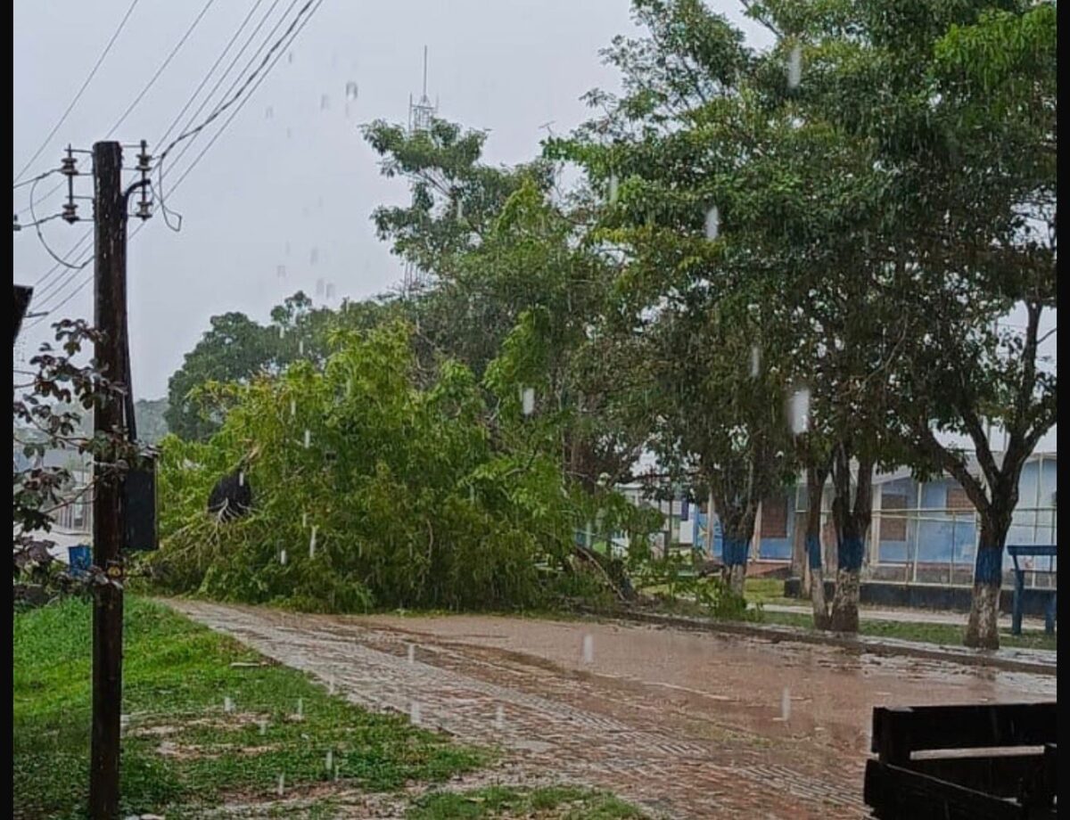 Temporal provoca queda de árvore e assusta moradores no Acre