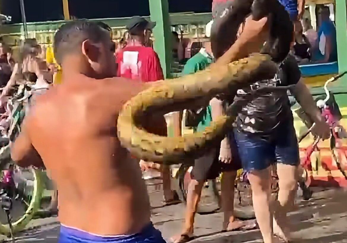 Banhista captura sucuri com as próprias mãos em área de rio Banhista captura sucuri com as próprias mãos em área de rio