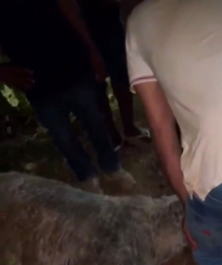 Queda de pilastra mata cavalo assustado com fogos em cavalgada