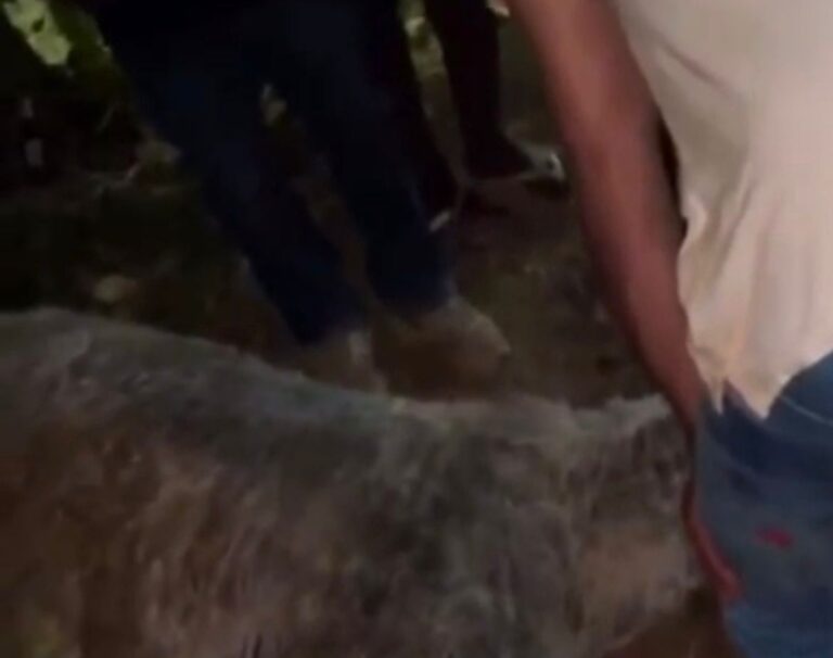 Queda de pilastra mata cavalo assustado com fogos em cavalgada