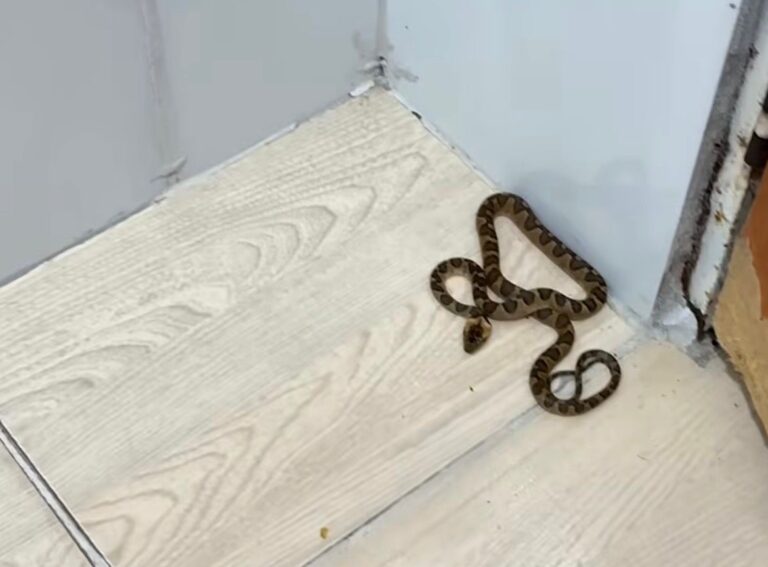 Mulher acorda de madrugada, vai ao banheiro e dá de cara com cobra