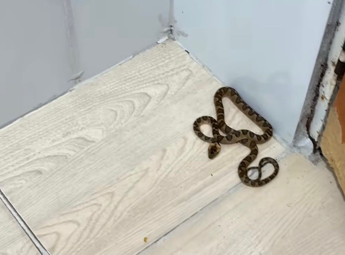 Mulher acorda de madrugada, vai ao banheiro e dá de cara com cobra Mulher acorda de madrugada, vai ao banheiro e dá de cara com cobra
