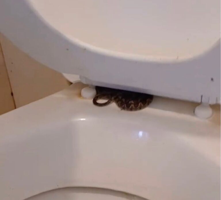 Cobra no vaso sanitário: vídeo mostra animal escondido e faz alerta