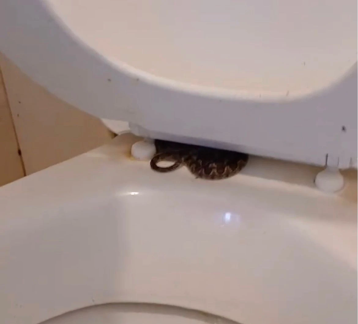 Cobra no vaso sanitário: vídeo mostra animal escondido e faz alerta