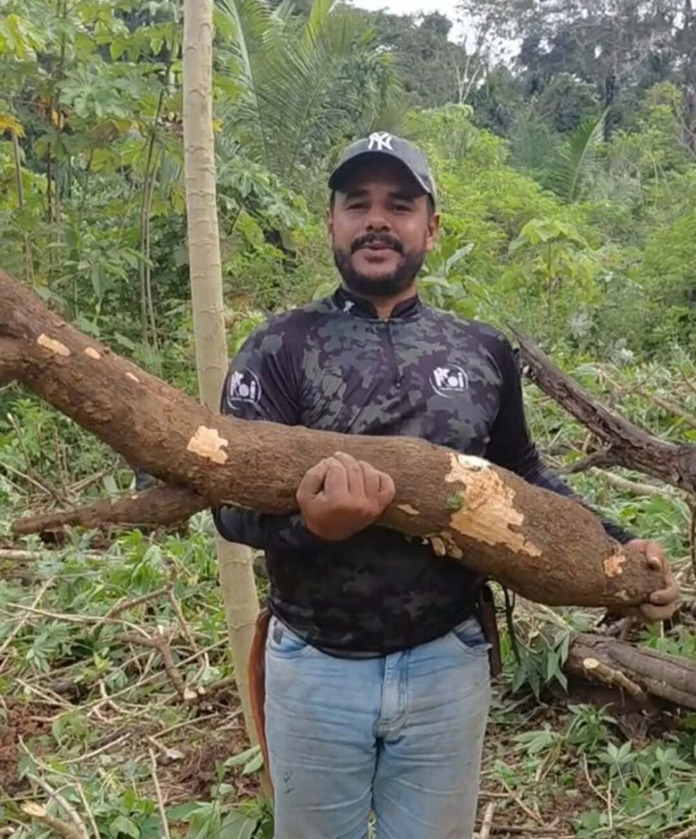 Macaxeira gigante chama atenção em comunidade rural no interior do Acre