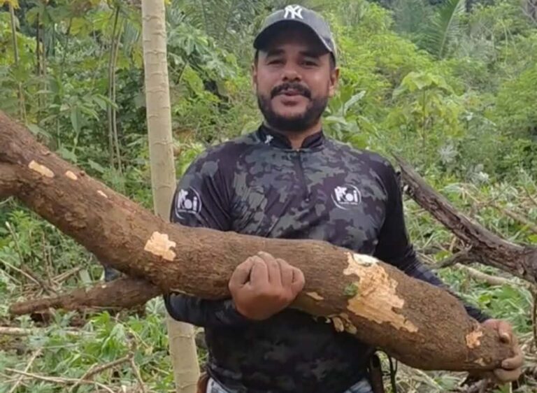 Macaxeira gigante chama atenção em comunidade rural no interior do Acre