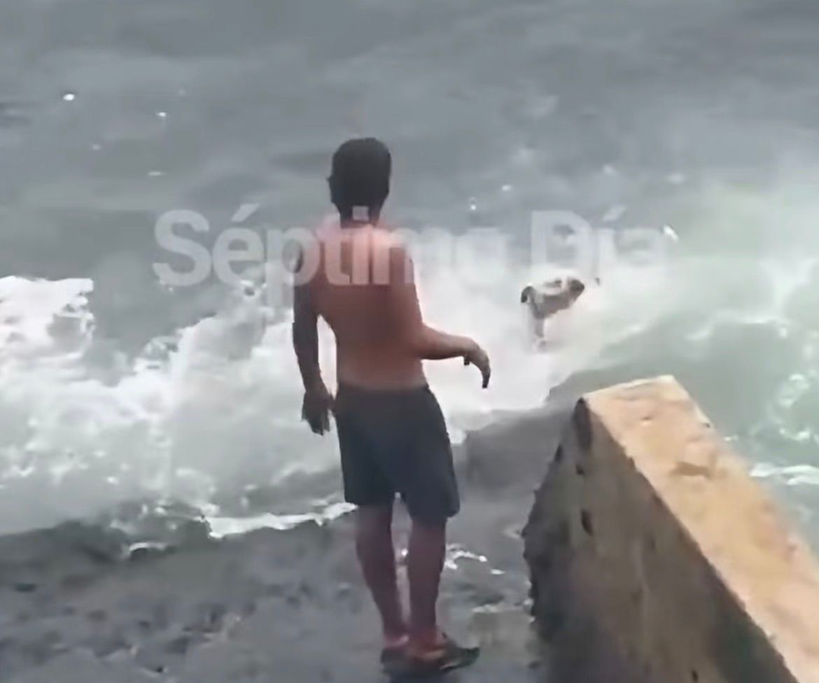 Vídeo de homem jogando cachorro em mar agitado gera revolta e mobiliza por informações