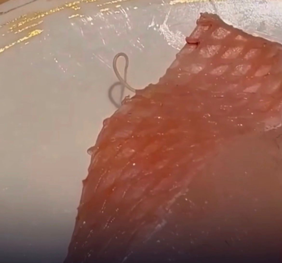 VĂdeo de verme vivo em sashimi acende alerta sobre consumo de peixe cru VĂdeo de verme vivo em sashimi acende alerta sobre consumo de peixe cru