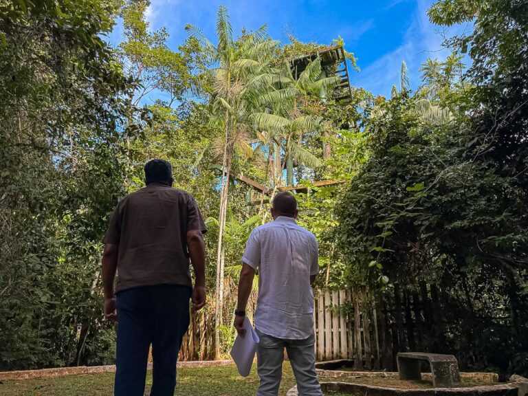 Novo mirante no Parque Chico Mendes promete vista inédita da floresta