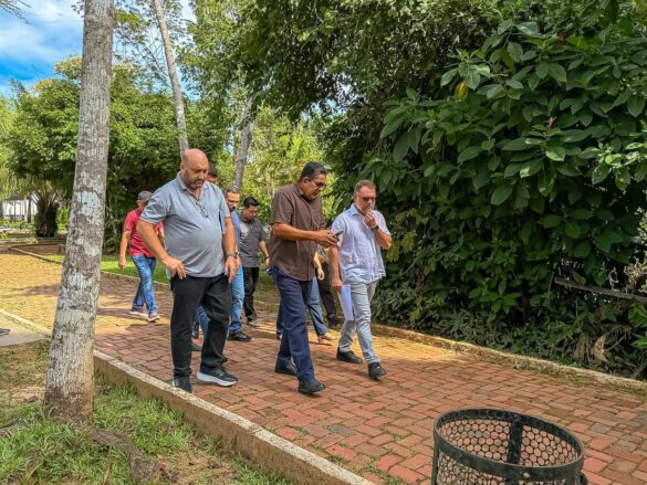 Novo mirante no Parque Chico Mendes promete vista inédita da floresta