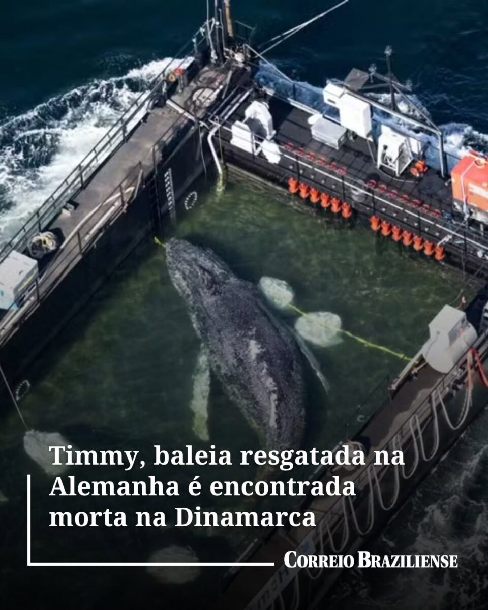 Baleia salva na Alemanha após encalhe é achada morta na Dinamarca