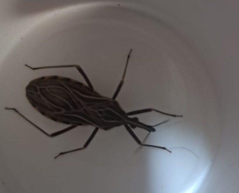 Alerta: insetos que transmitem doença de Chagas são capturados no Acre