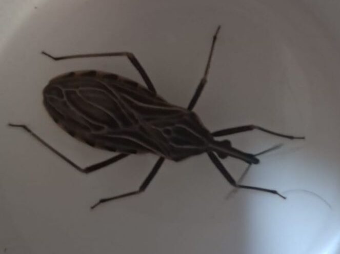 Insetos que transmitem doença de Chagas são capturados no Acre